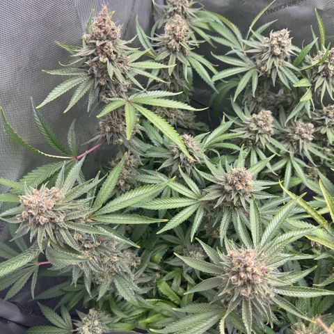 OG13 growlog timeline photo