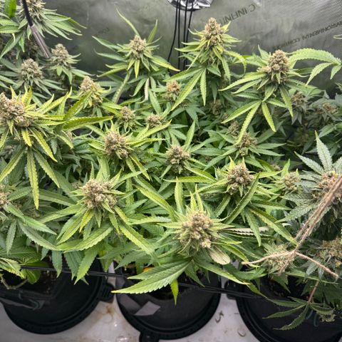 Acapulco Gold growlog timeline photo