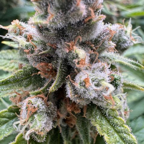 Acapulco Gold growlog timeline photo