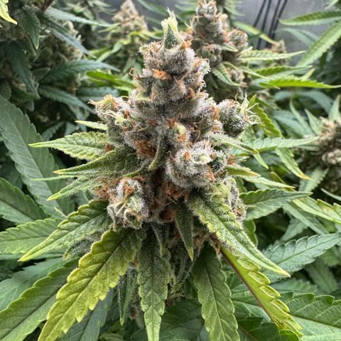 Acapulco Gold growlog timeline photo