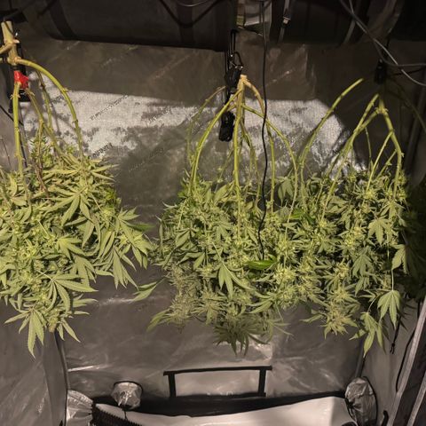 Acapulco Gold growlog photo: On the left