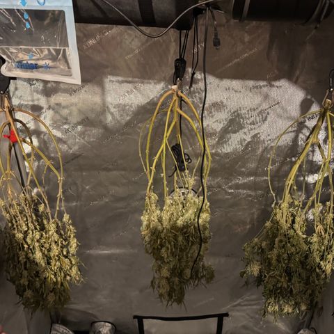 Acapulco Gold growlog timeline photo
