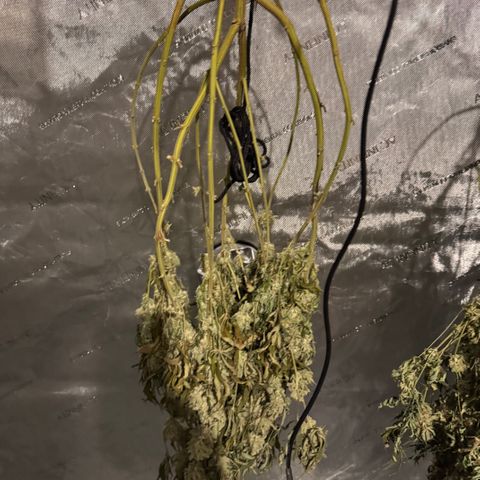 OG13 growlog timeline photo