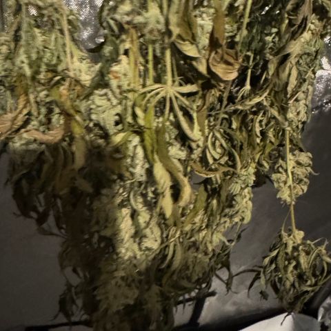 OG13 growlog timeline photo