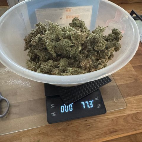 OG13 growlog timeline photo