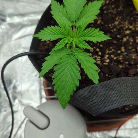 Justine growlog timeline photo