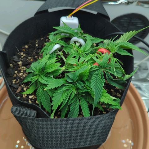 Justine growlog timeline photo