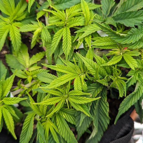 Justine growlog timeline photo
