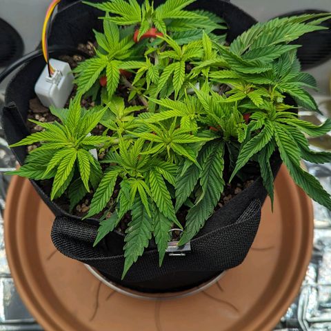 Justine growlog timeline photo