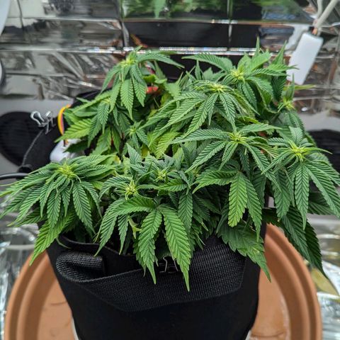 Justine growlog timeline photo