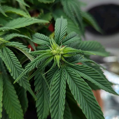 Justine growlog timeline photo
