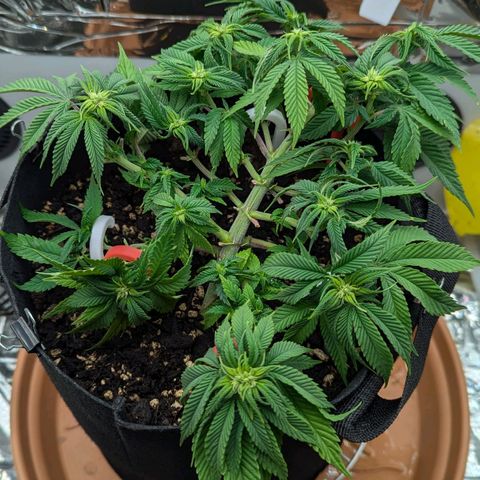 Justine growlog timeline photo
