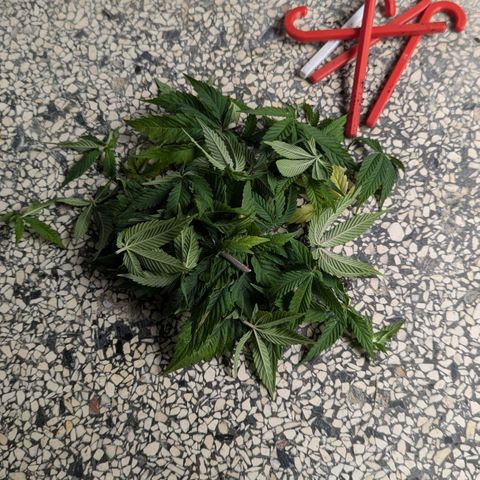 Justine growlog timeline photo