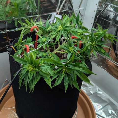 Justine growlog timeline photo
