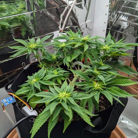 Justine growlog timeline photo