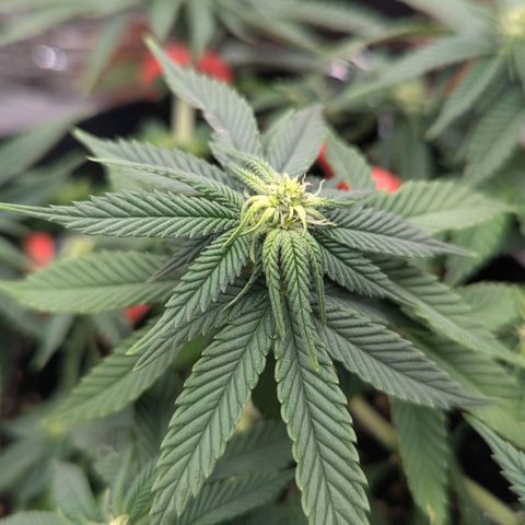Justine growlog timeline photo