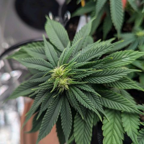 Justine growlog timeline photo