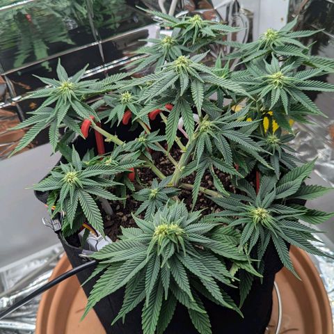 Justine growlog timeline photo