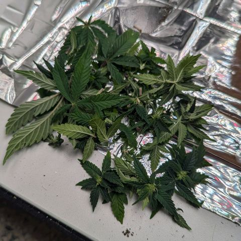 Justine growlog timeline photo