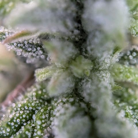 Justine growlog timeline photo