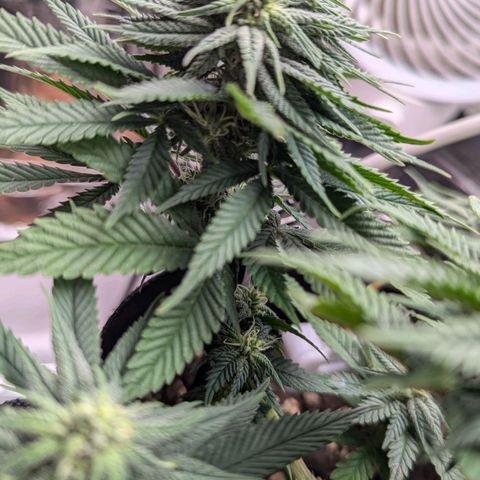 Justine growlog timeline photo