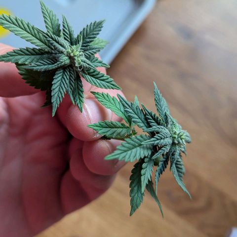 Justine growlog timeline photo