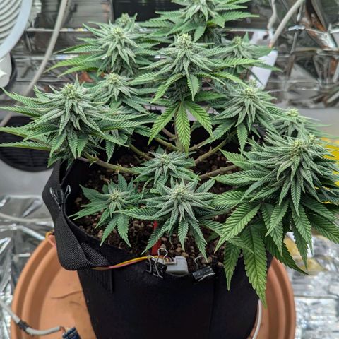 Justine growlog timeline photo