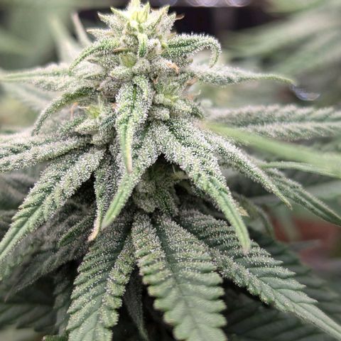 Justine growlog timeline photo