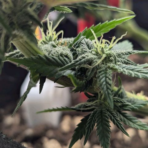 Justine growlog timeline photo