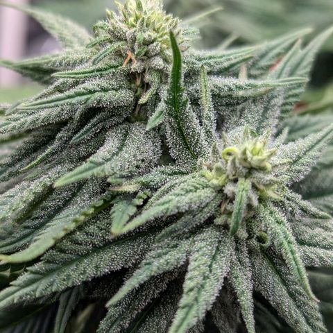 Justine growlog timeline photo