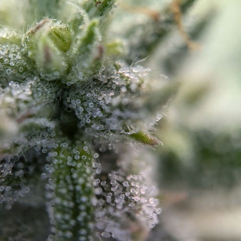 Justine growlog timeline photo