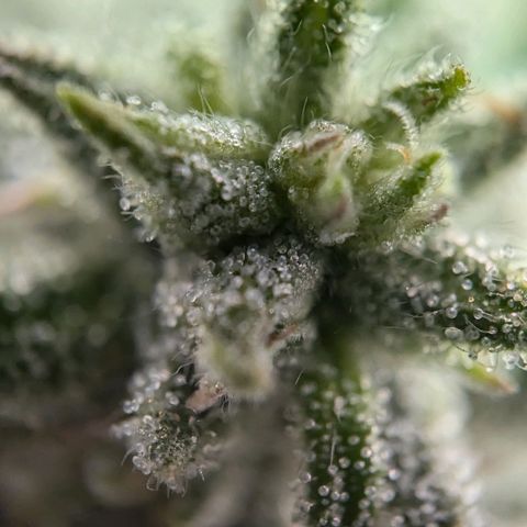 Justine growlog timeline photo