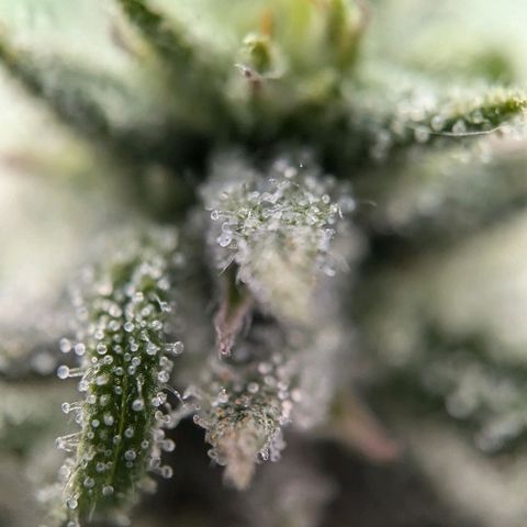 Justine growlog timeline photo