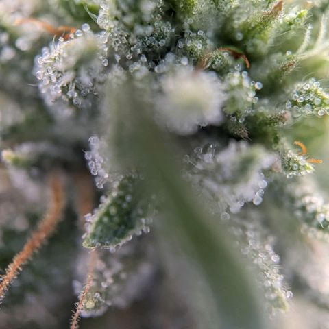 Justine growlog timeline photo