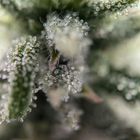 Justine growlog timeline photo