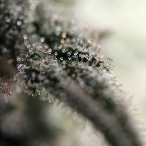 Justine growlog timeline photo