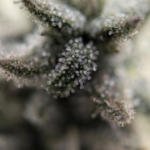 Justine growlog timeline photo