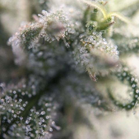 Justine growlog timeline photo