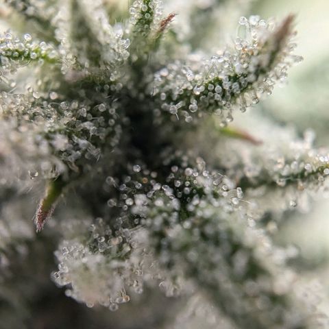 Justine growlog timeline photo