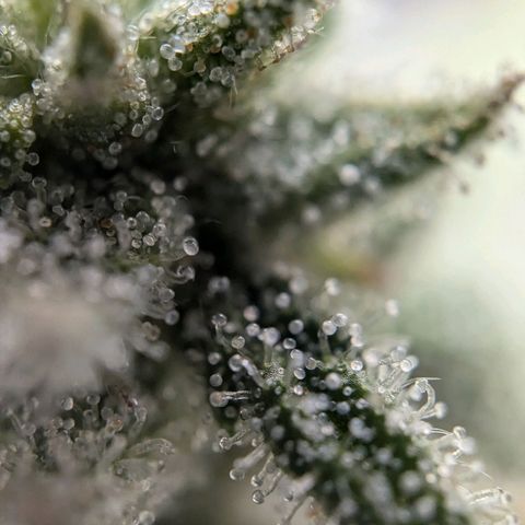 Justine growlog timeline photo