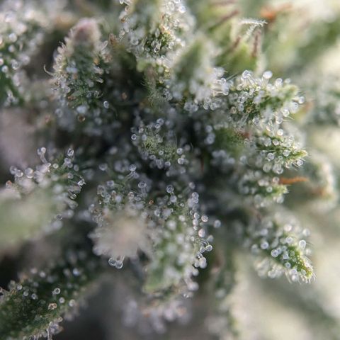 Justine growlog timeline photo