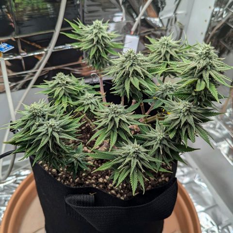 Justine growlog timeline photo