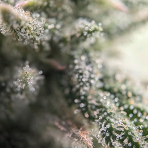 Justine growlog timeline photo