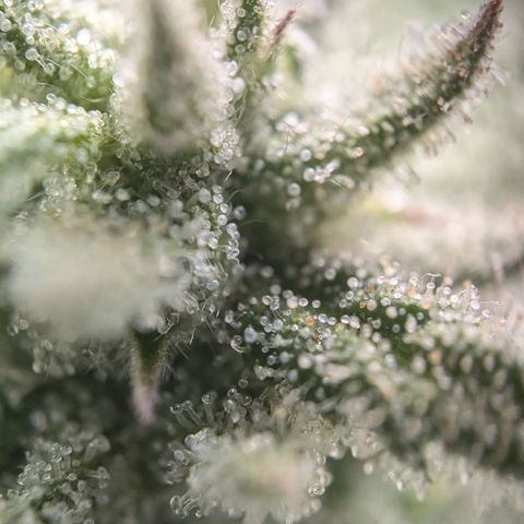 Justine growlog timeline photo
