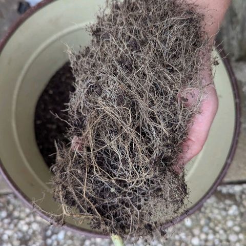 Justine growlog timeline photo