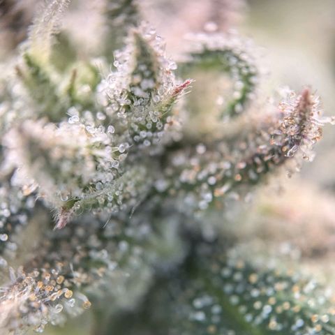 Justine growlog timeline photo