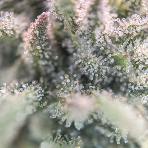 Justine growlog timeline photo