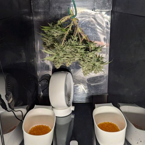 Justine growlog timeline photo