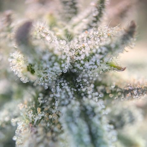 Justine growlog timeline photo
