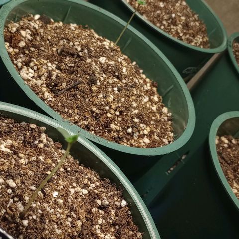 Royal Gorilla Automatic growlog photo: Exelente desarrollo de las 3 genéticas 